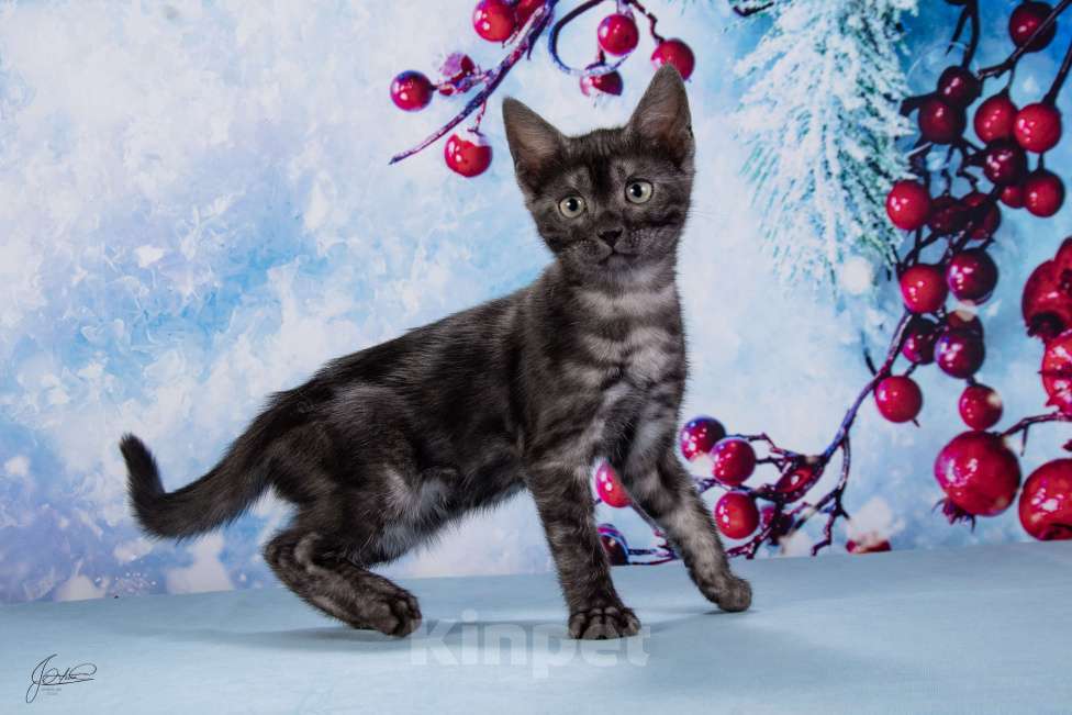 Кошки в Москве: Бугатти Девочка, 55 000 руб. - фото 8