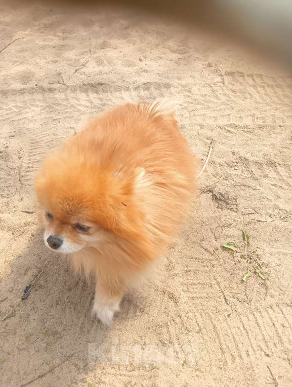 Собаки в Воронеже: Потеряшка Девочка, 2 000 руб. - фото 2