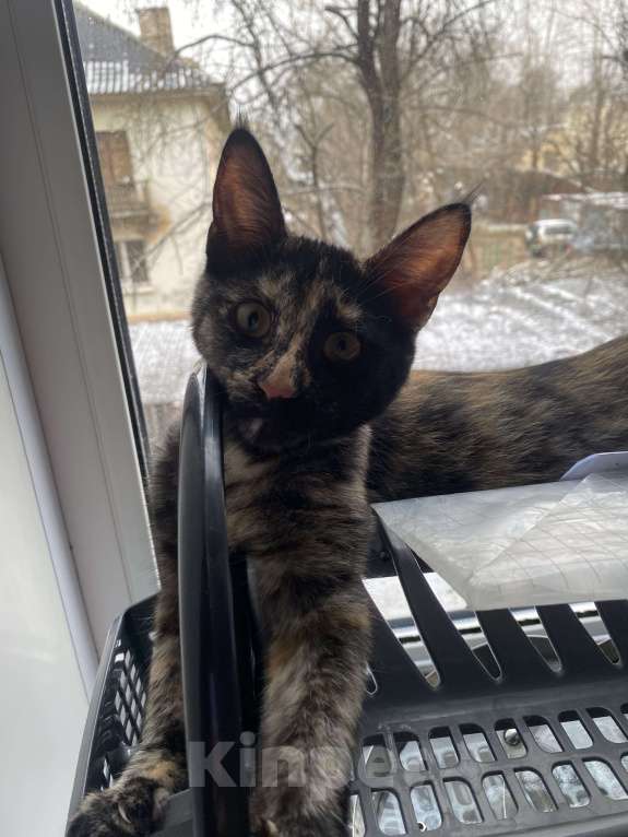 Кошки в Твери: Отдам кошечку в добрые руки Девочка, Бесплатно - фото 4