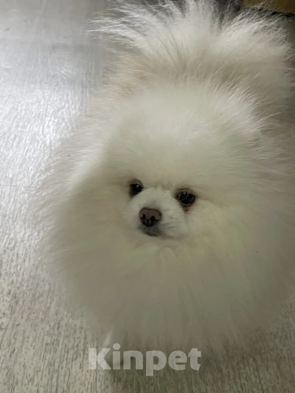 Собаки в Северске: Вязка мальчика с девочкой Мальчик, 7 000 руб. - фото 2