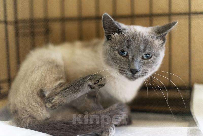 Кошки в Москве: Невероятная красавица Агата в добрые руки.  Девочка, Бесплатно - фото 3