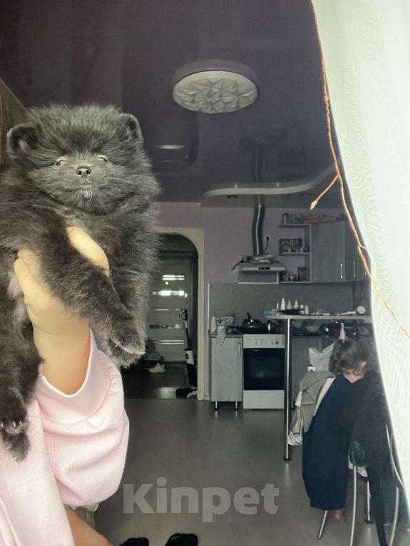 Собаки в Кирове: Померанский шпиц Мальчик, 25 000 руб. - фото 3