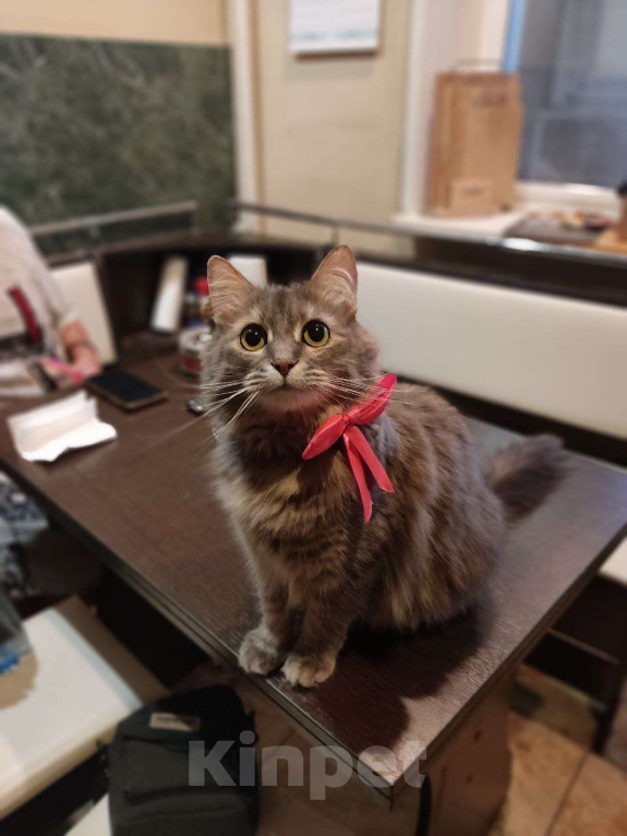 Кошки в Москве: Ника очень ищет дом!  Девочка, Бесплатно - фото 1
