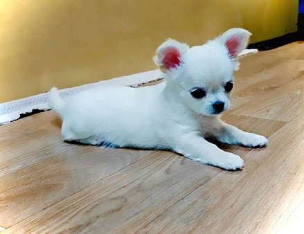 Щенок чихуахуа