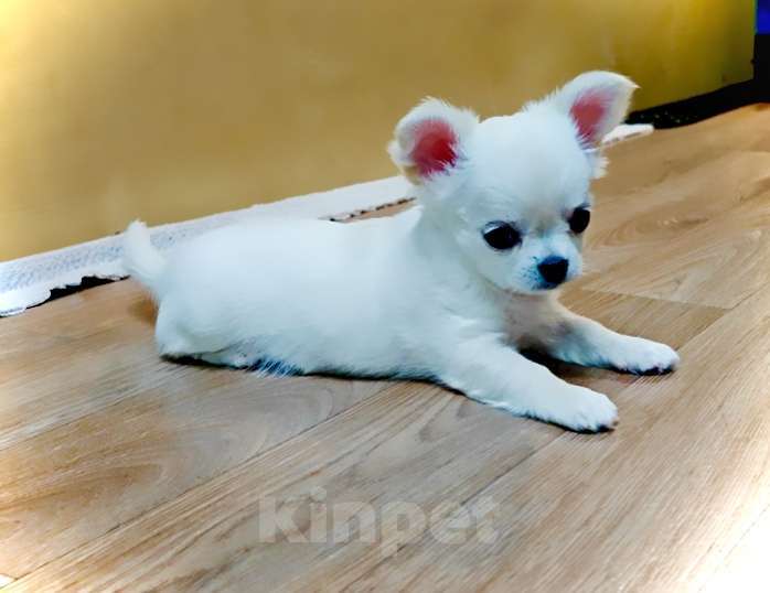 Собаки в Хабаровске: Щенок чихуахуа Девочка, Бесплатно - фото 1