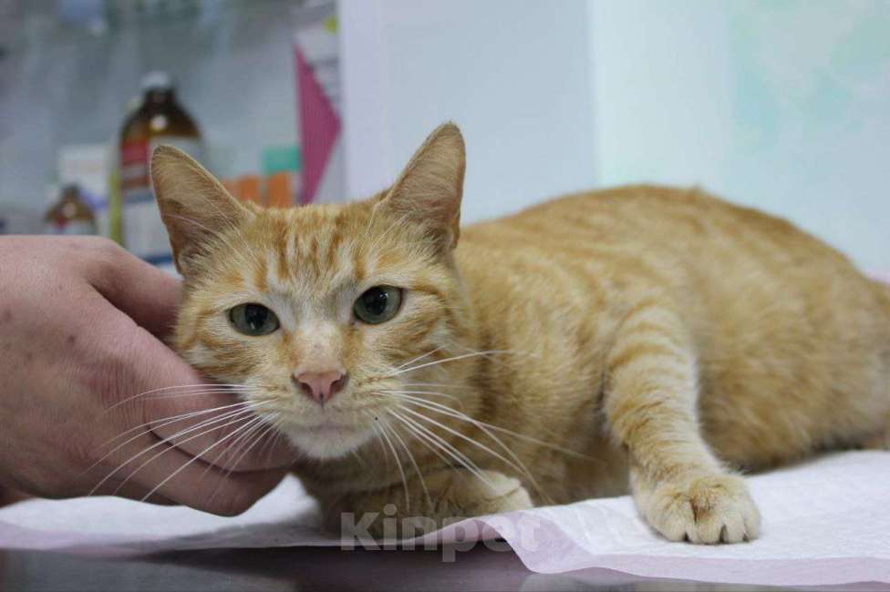 Кошки в Москве: кошка Ася ищет дом. 1 год Девочка, Бесплатно - фото 3