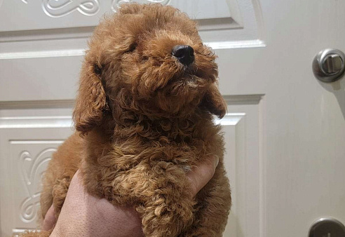 Той-пудель ред браун