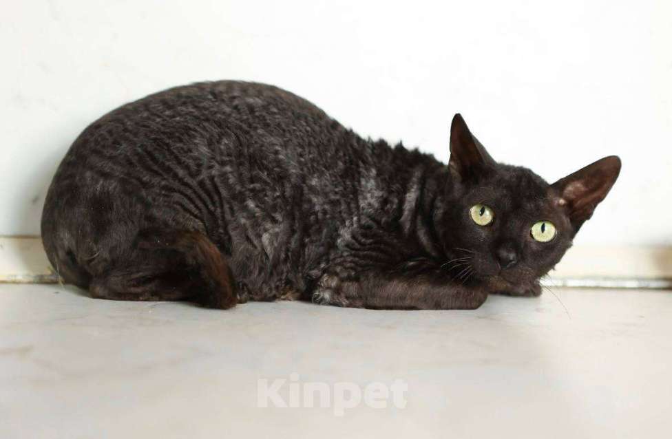 Кошки в Москве: Кошечка Арианна ищет дом! Девочка, Бесплатно - фото 1