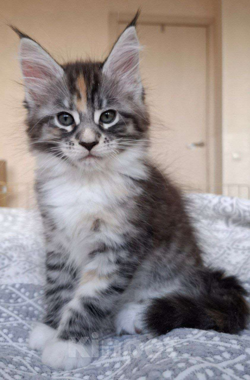 Кошки в Геленджике: Продаётся котёнок мейн-кун, девочка, редкий окрас fs 03 24, из питомника EdenLight (Геленджик) Девочка, Бесплатно - фото 9