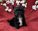 Собаки в Москве: Чёрный йорк мальчик стандарт кукольный Мальчик, 80 000 руб. - фото 2