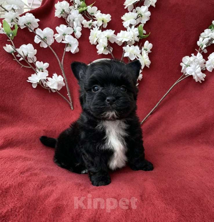 Собаки в Москве: Чёрный йорк мальчик стандарт кукольный Мальчик, 80 000 руб. - фото 2