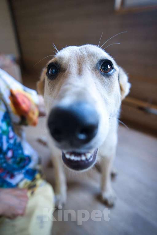 Собаки в Москве: Серафима — собака-удача в дар  Девочка, 1 руб. - фото 6