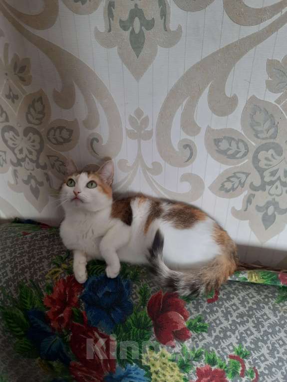 Кошки в Новосибирске: Ищу добрые руки ❤🙏 Девочка, Бесплатно - фото 4