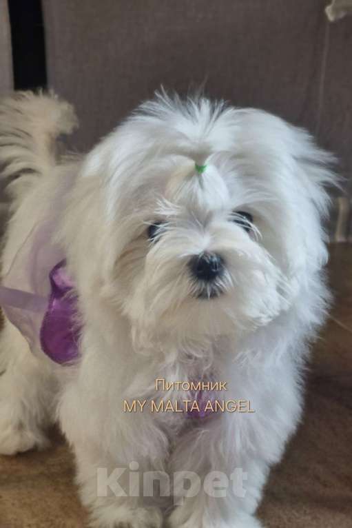 Собаки в Санкт-Петербурге: ЩЕНКИ МАЛЬТИЙСКОЙ БОЛОНКИ Девочка, Бесплатно - фото 2