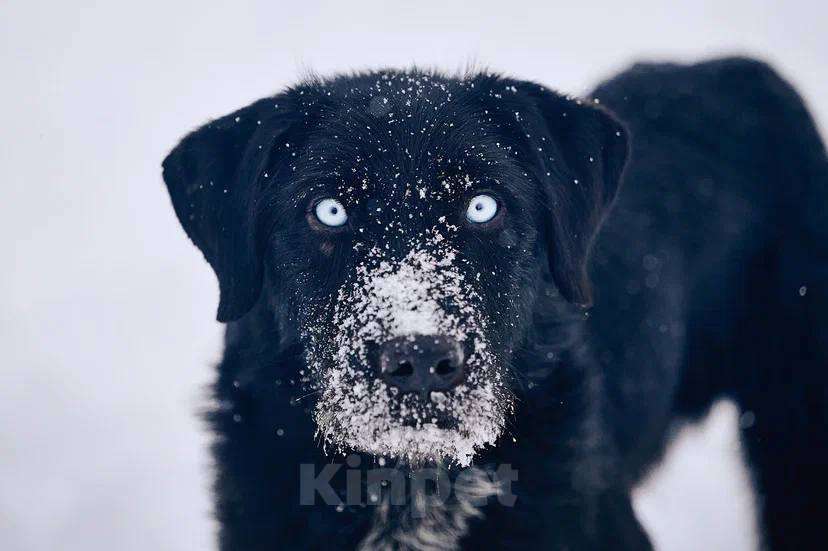 Собаки в других городах Московской области: Джастин якутенок Мальчик, Бесплатно - фото 4