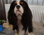 Собаки в Рязани: Кавалер кинг чарльз спаниель вязка, 1 руб. - фото 5