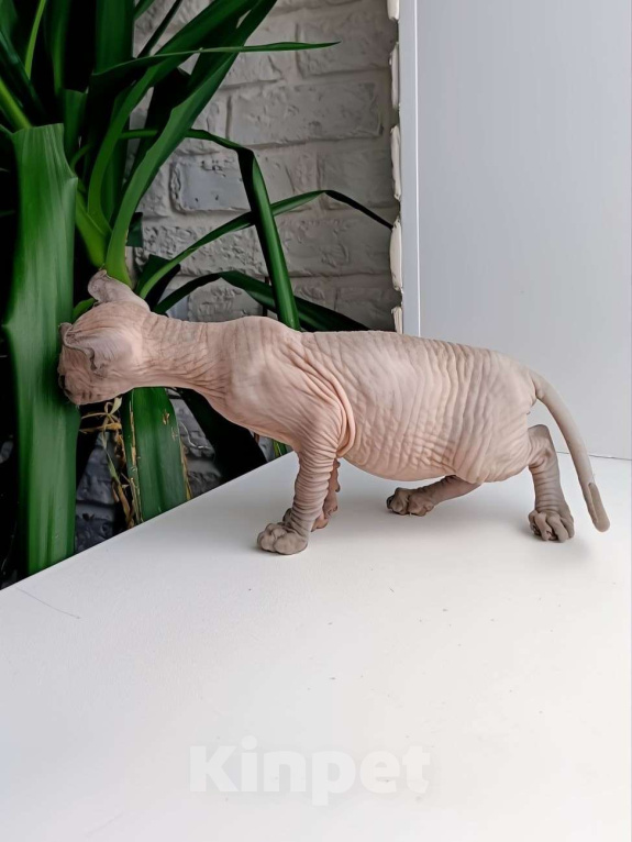 Кошки в Нефтекамске: канадский сфинкс эльф Мальчик, 45 000 руб. - фото 3