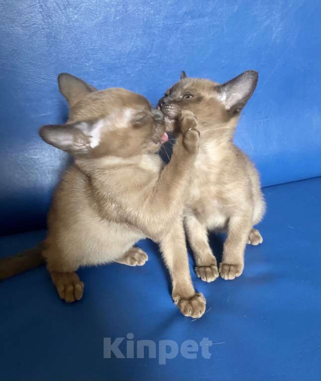 Кошки в других городах Московской области: Бурманские котята Мальчик, 25 000 руб. - фото 7