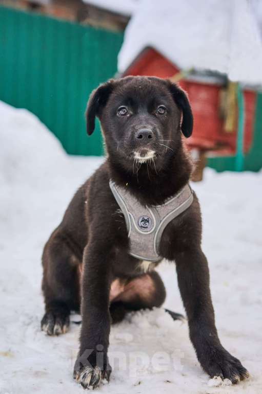 Собаки в Москве: щенок Руна в добрые руки Девочка, Бесплатно - фото 3