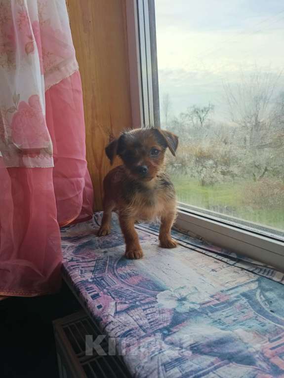 Собаки в других городах Смоленской области: ОСТАЛСЯ ОДИН МАЛЬЧИК Мальчик, 10 000 руб. - фото 1