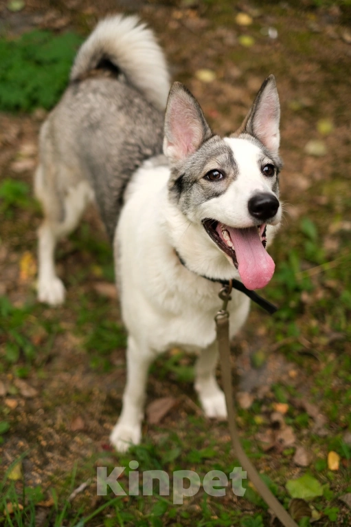 Собаки в Санкт-Петербурге: Рея из приюта в добрые руки Девочка, Бесплатно - фото 7