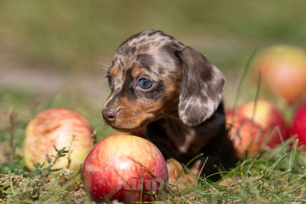 Собаки в Москве: Мраморная девочка Девочка, 130 000 руб. - фото 5