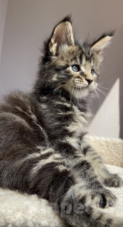 Кошки в Ставрополе: Котята Мейн-Кун Мальчик, Бесплатно - фото 3