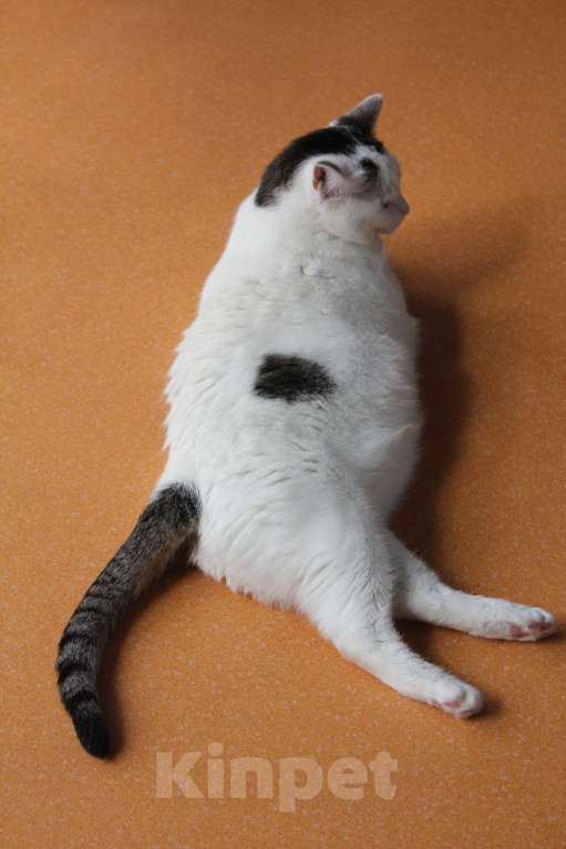 Кошки в Москве: Тициановская Даная в кошачьем облике  Девочка, Бесплатно - фото 7