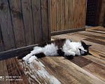 Кошки в Ногинске: Пропала кошка, Ногинск Девочка, 10 000 руб. - фото 5