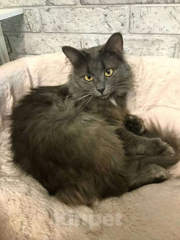 Кошки в Москве: Красавица Мушка ищет дом Девочка, 99 руб. - фото 7