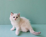 Кошки в Пензе: Котёнок девочка породы Рэгдолл - Bella Девочка, 65 000 руб. - фото 6