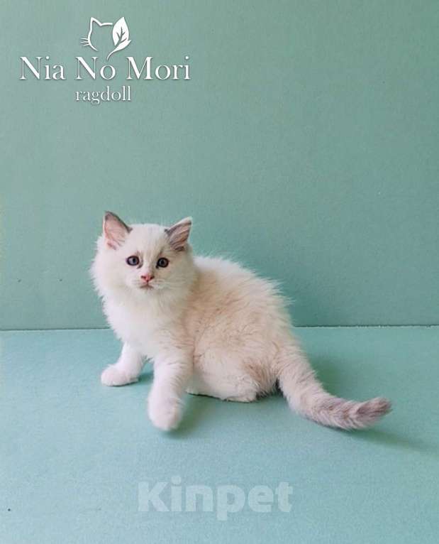Кошки в Пензе: Котёнок девочка породы Рэгдолл - Bella Девочка, 65 000 руб. - фото 6