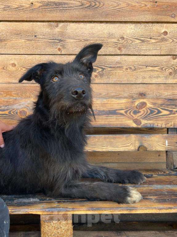 Собаки в Владимире: Собака бесплатно Девочка, Бесплатно - фото 1