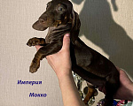 Собаки в Москве: Шоколадно Мраморные Стандартные Таксы Девочка, 50 000 руб. - фото 3