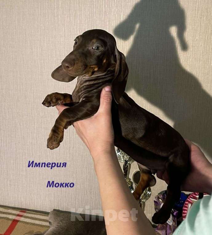 Собаки в Москве: Шоколадно Мраморные Стандартные Таксы Девочка, 50 000 руб. - фото 3