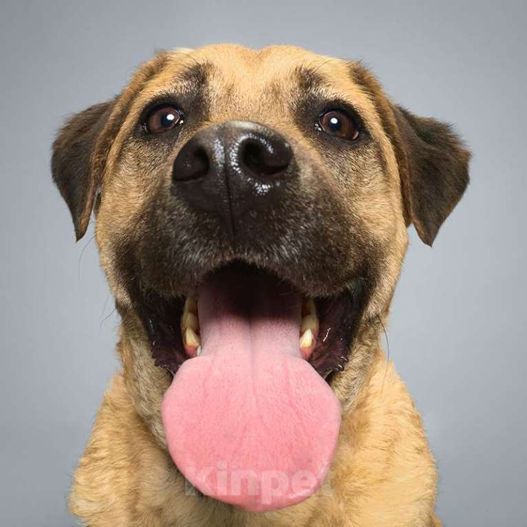 Собаки в Москве: Байкал Мальчик, Бесплатно - фото 3