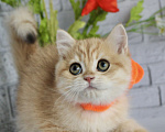 Кошки в Екатеринбурге: Luxury для Вас Мальчик, Бесплатно - фото 1