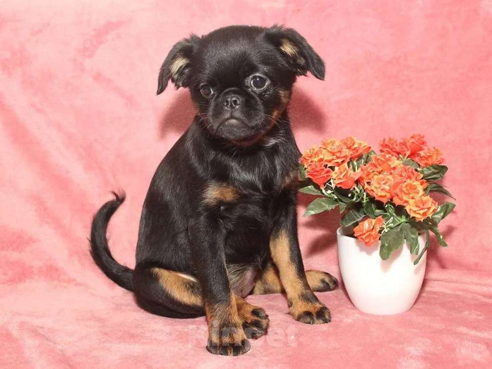 Собаки в Санкт-Петербурге: Маленькая принцесса Девочка, 80 000 руб. - фото 9