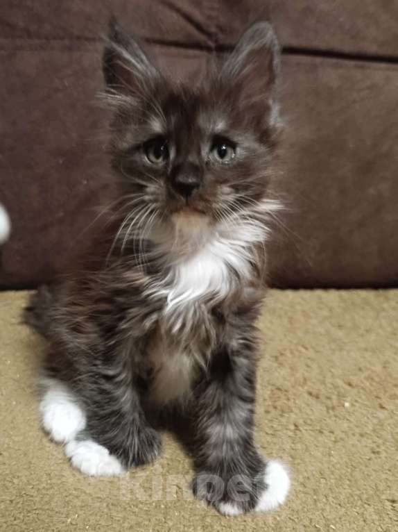 Кошки в Санкт-Петербурге: Мальчик полидакт Мальчик, 70 000 руб. - фото 2