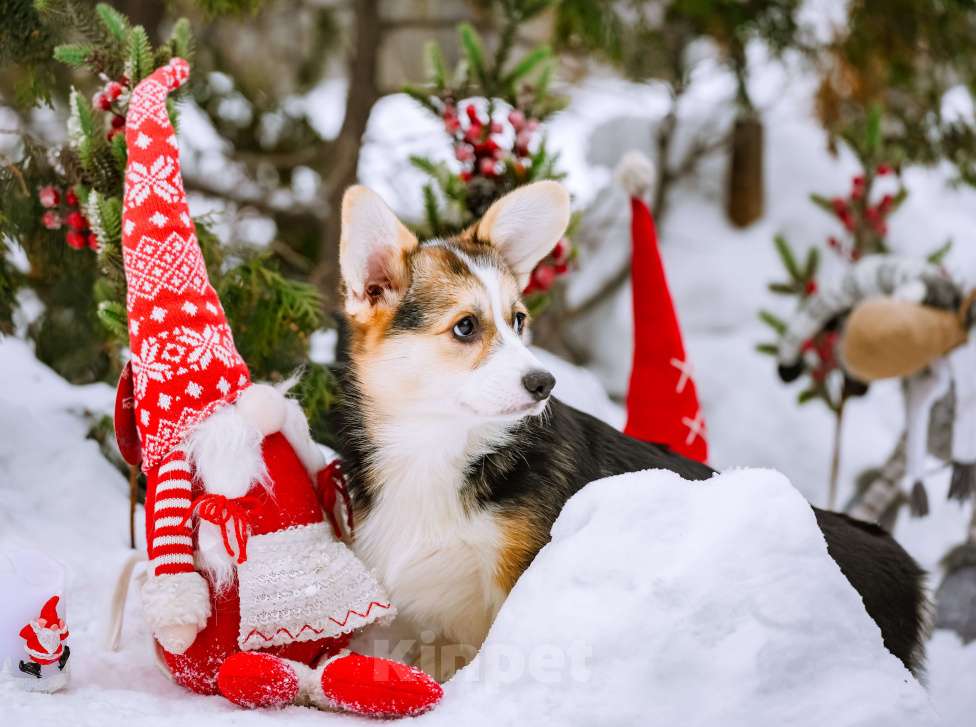 Собаки в Новосибирске: Вельш Корги Пемброк Джуди Хопс Девочка, 65 000 руб. - фото 7