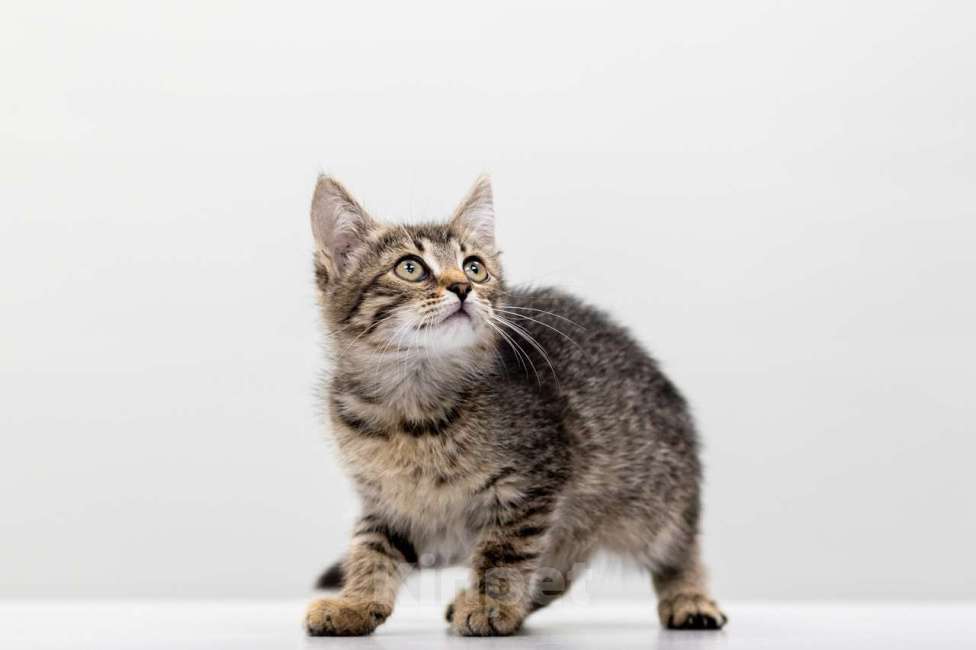 Кошки в Москве: Черемушка Девочка, Бесплатно - фото 3