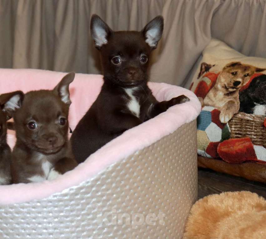 Собаки в Москве: Шоколадный батончик ЧИ Мальчик, 29 000 руб. - фото 4