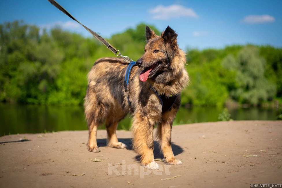 Собаки в Москве: Миниатюрный мечтательный Филипп Мальчик, Бесплатно - фото 5