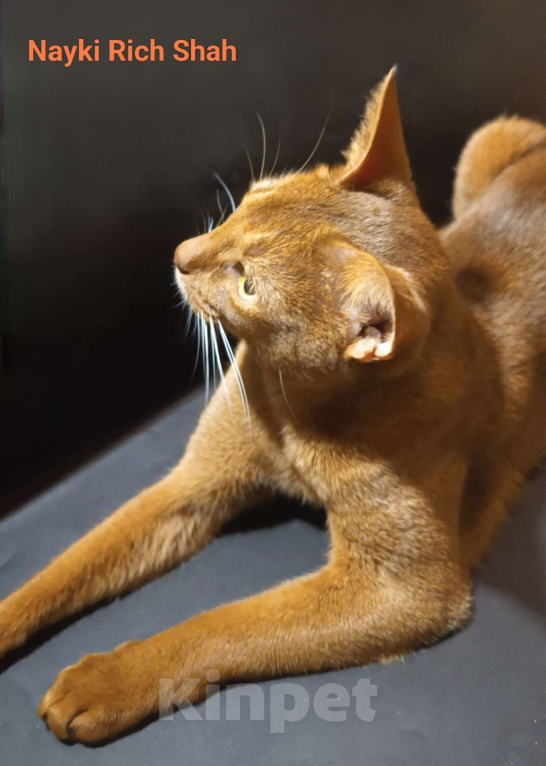 Кошки в Москве: Яркий ласковый абиссинский котик соррель Мальчик, 155 000 руб. - фото 7