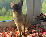 Кошки в Москве: Очаровательный Бурманский Котёнок Девочка, 25 000 руб. - фото 1