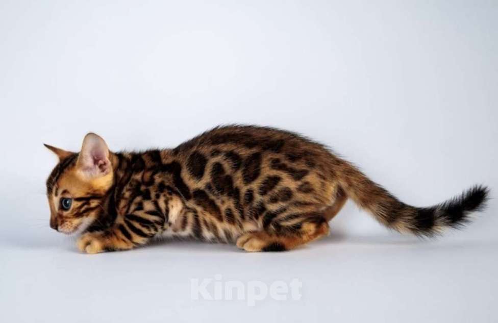 Кошки в Москве: Бенгальские котята  Мальчик, 25 000 руб. - фото 8
