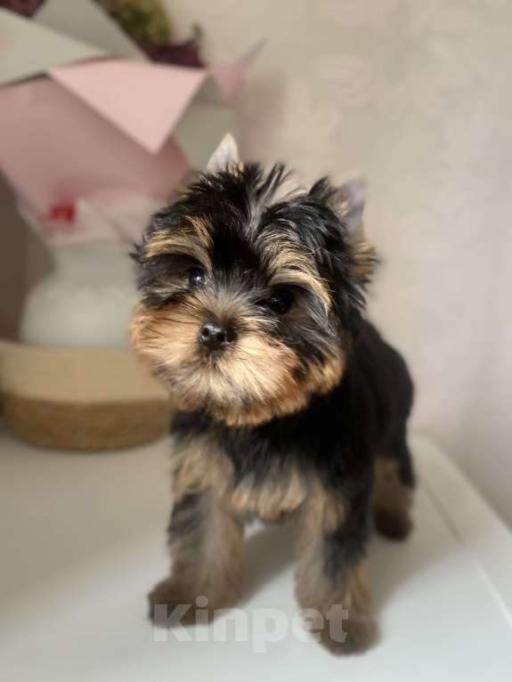Собаки в Москве: Йоркширский терьер щенок мальчик Мальчик, Бесплатно - фото 3