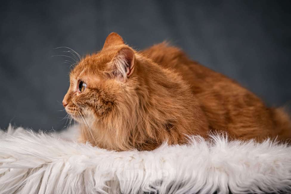 Кошки в Клине: Шуня — тихая кошечка Девочка, Бесплатно - фото 4