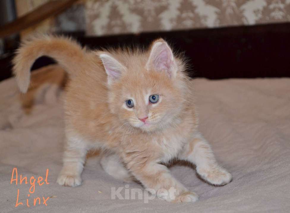 Кошки в Москве: Котик мейн-кун Мальчик, 25 000 руб. - фото 2