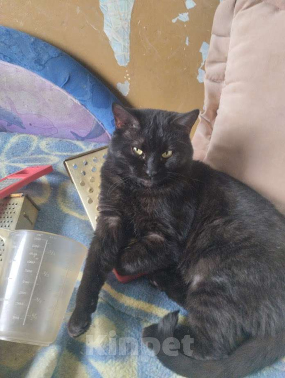 Кошки в Казани: Марсик Мальчик, Бесплатно - фото 1